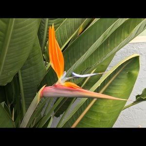 Meet your Posher, Benjamin